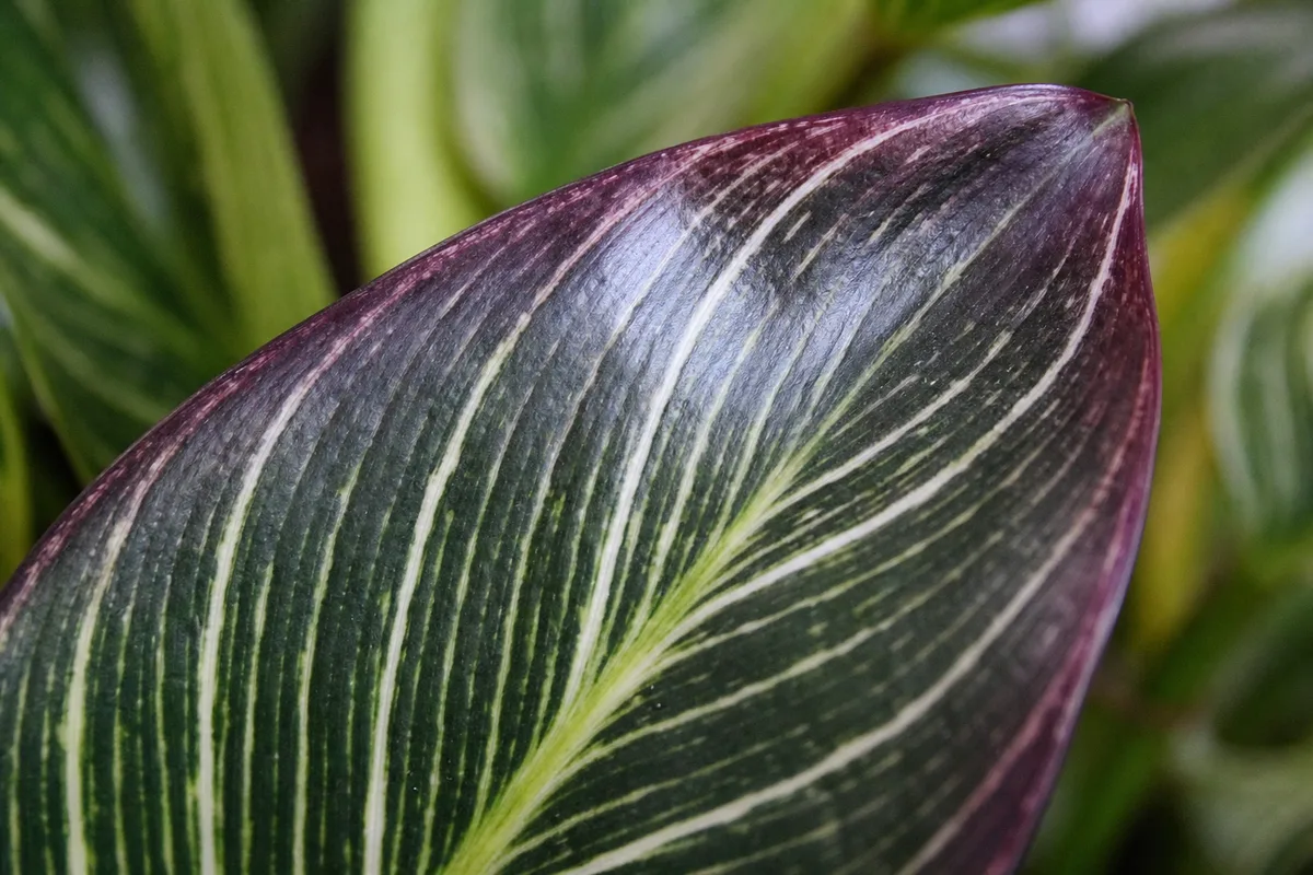 Close-up of Purple Leaves on Philodendron Birkin - diagnostic detail