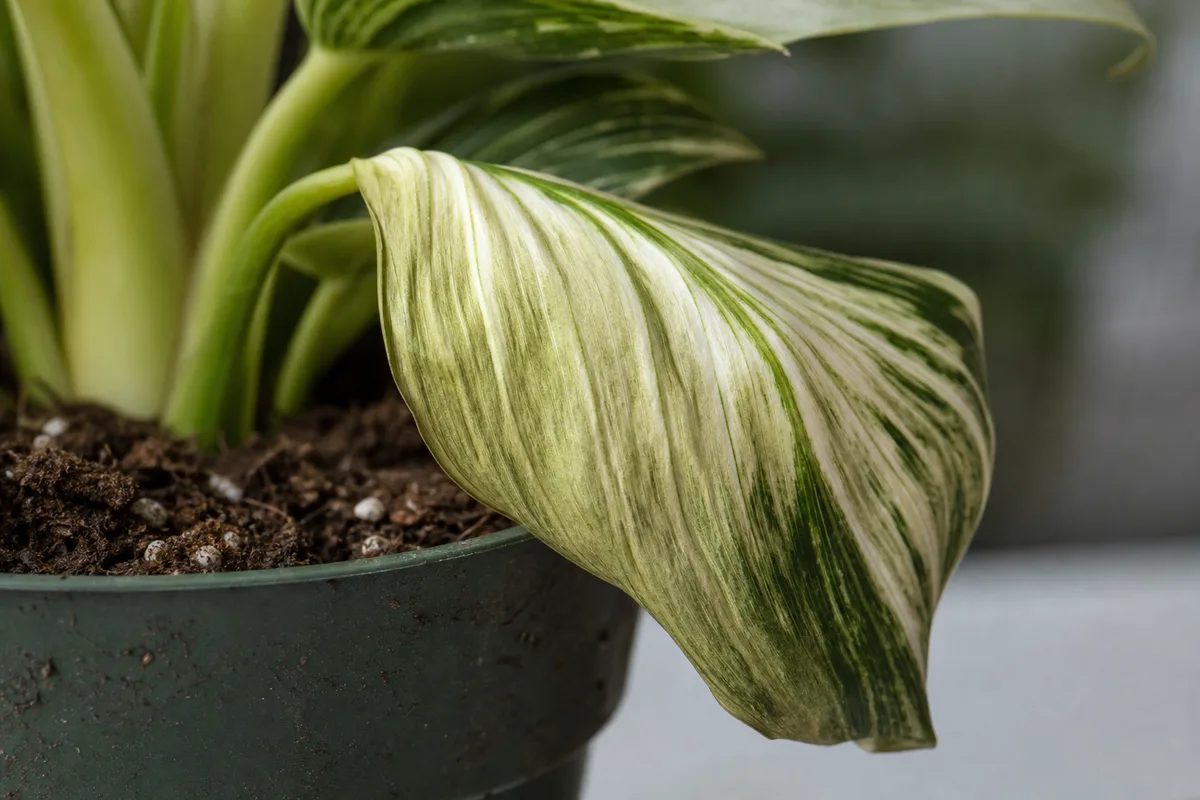 Close-up of Repotting Stress on Philodendron Birkin - diagnostic detail