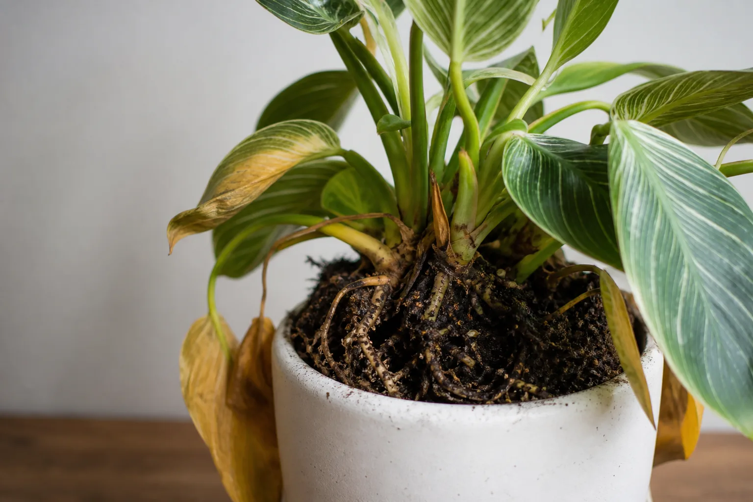 Root Rot on Philodendron Birkin - visible symptom on the plant