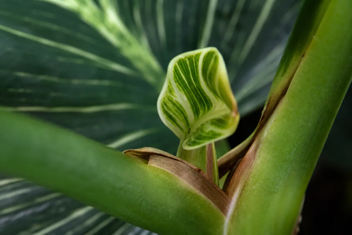 Close-up of Slow Growth on Philodendron Birkin - diagnostic detail