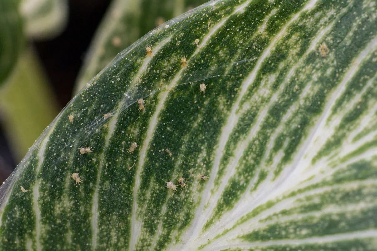 Close-up of Spider Mites on Philodendron Birkin - diagnostic detail