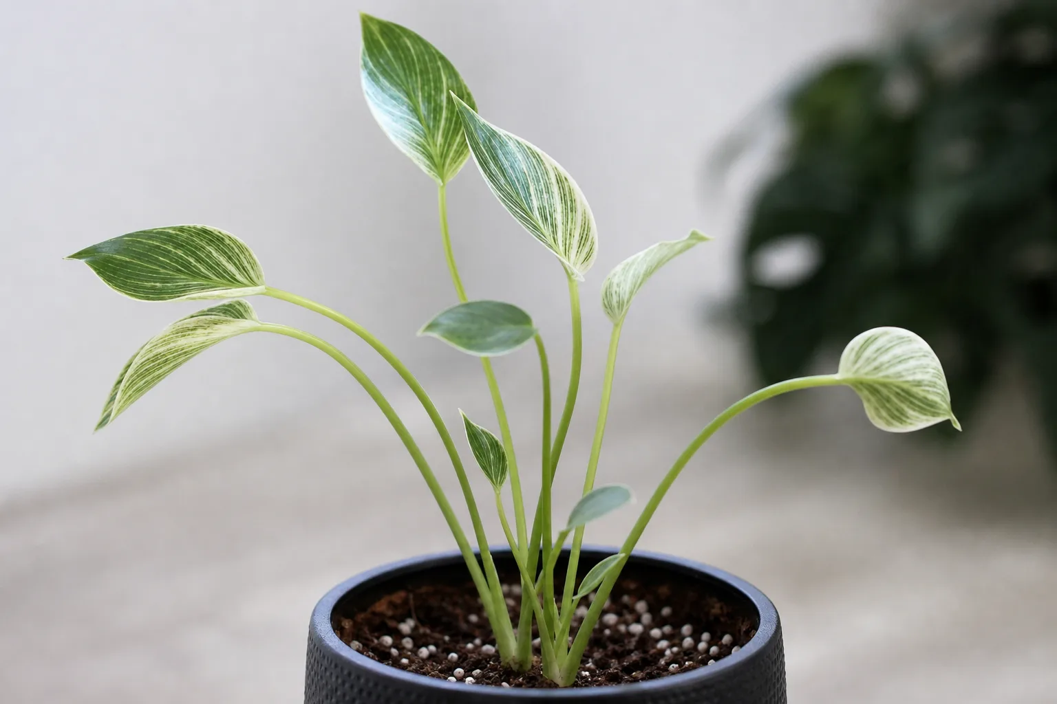 Thin Stems on Philodendron Birkin - visible symptom on the plant
