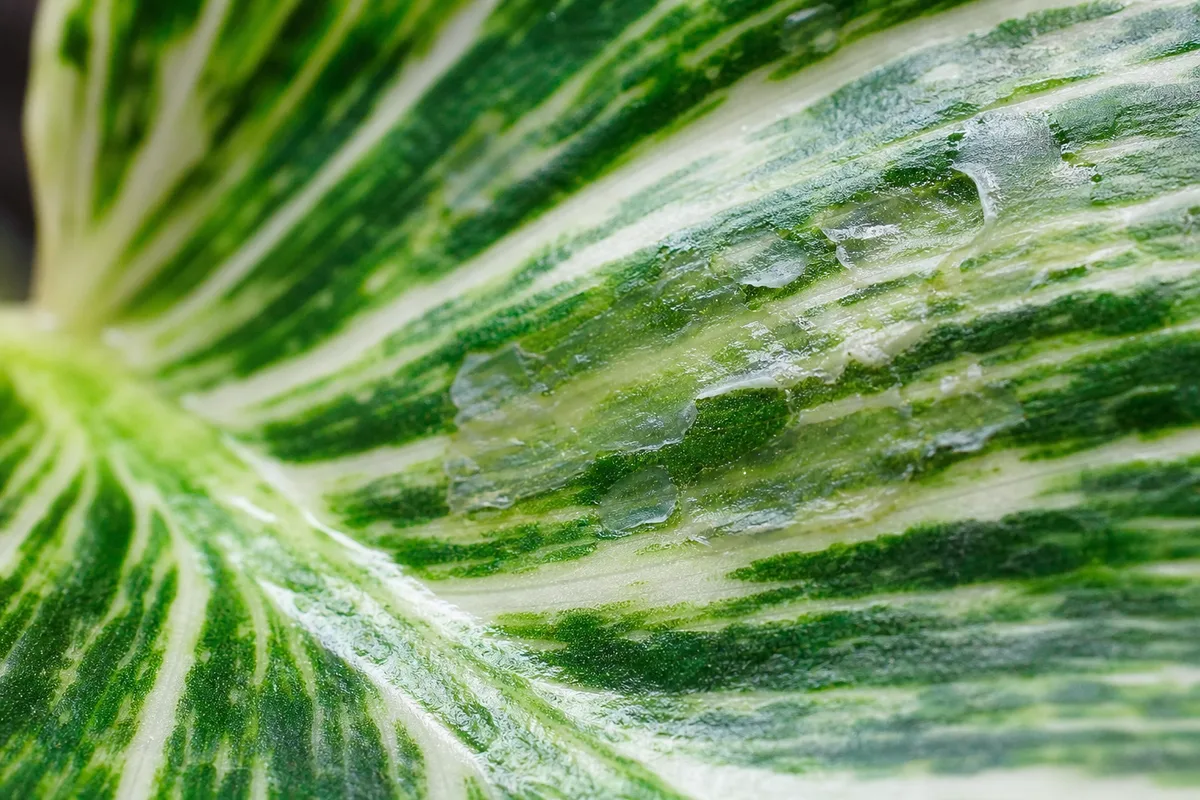 Close-up of Transparent Leaves on Philodendron Birkin - diagnostic detail