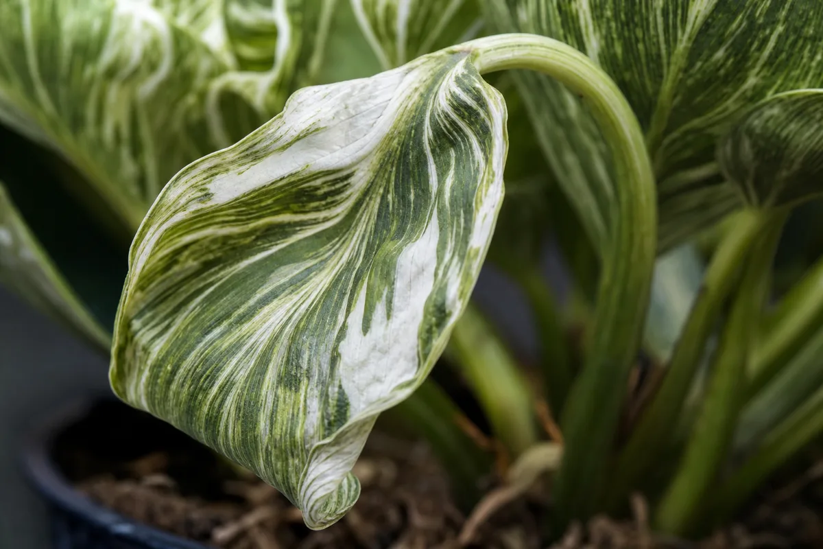 Close-up of Wilting on Philodendron Birkin - diagnostic detail
