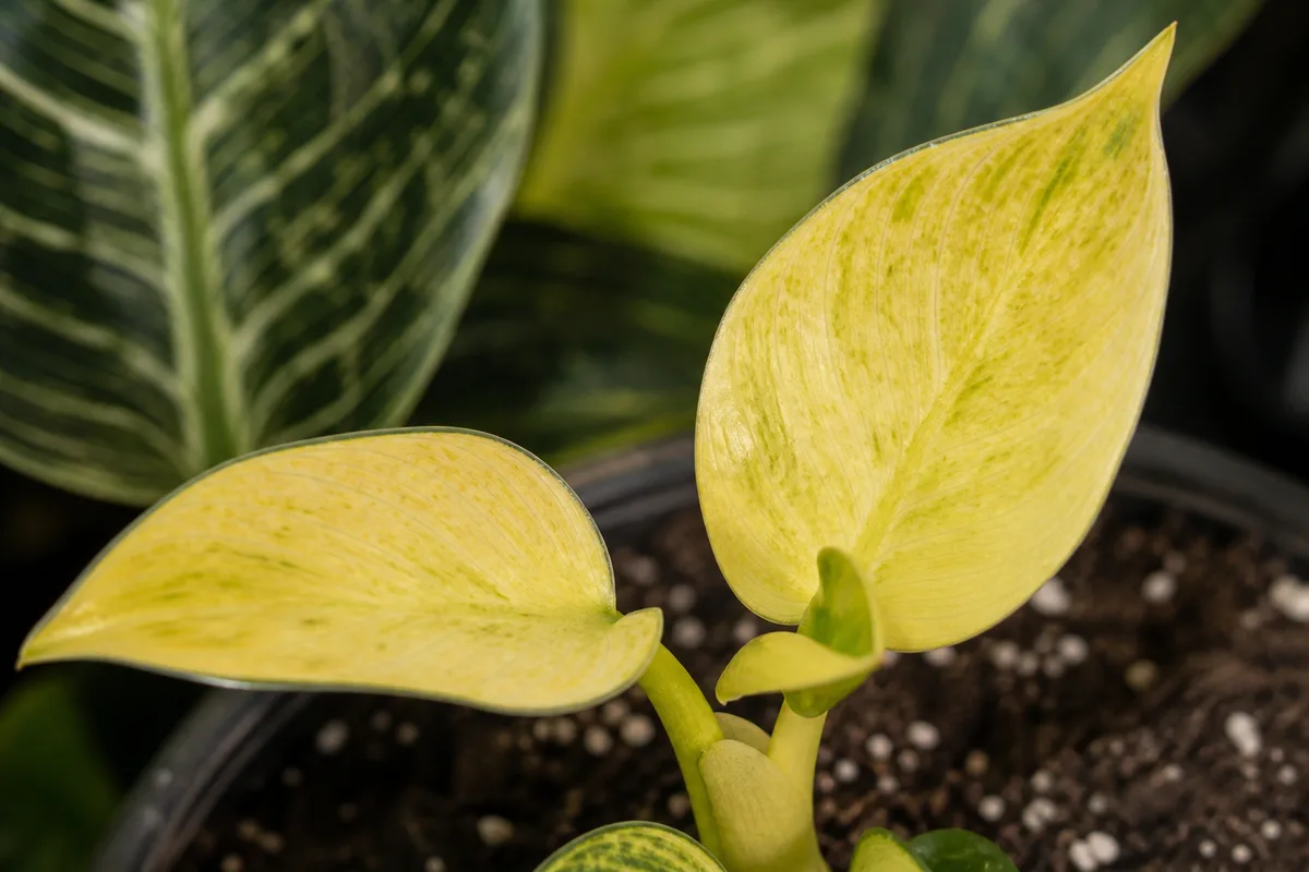 Close-up of Yellow Seedlings on Philodendron Birkin - diagnostic detail