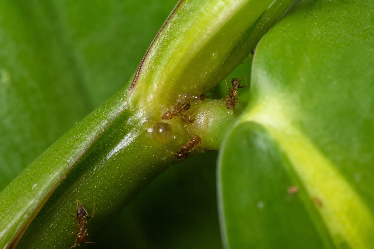 Close-up of Ants on Plant on Philodendron Brasil - diagnostic detail