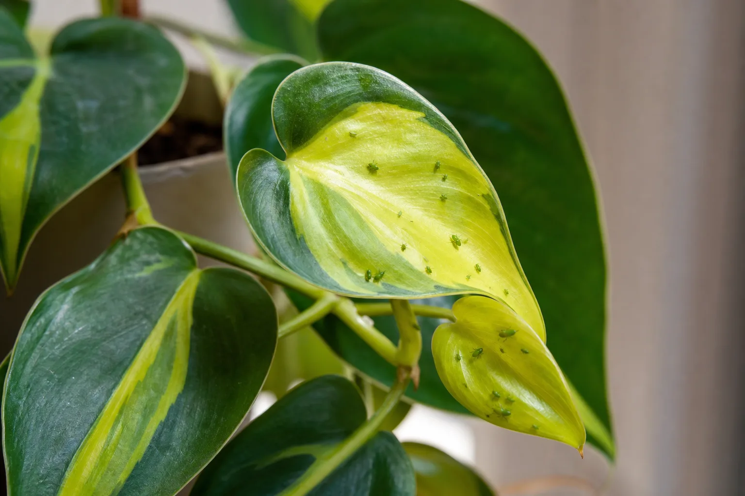 Aphids on Philodendron Brasil - visible symptom on the plant