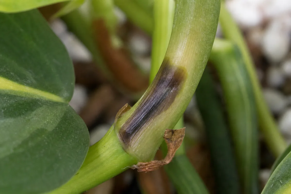 Close-up of Bacterial Wilt on Philodendron Brasil - diagnostic detail