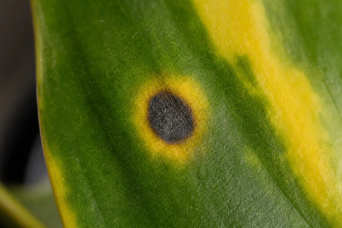 Close-up of Black Spots on Philodendron Brasil - diagnostic detail