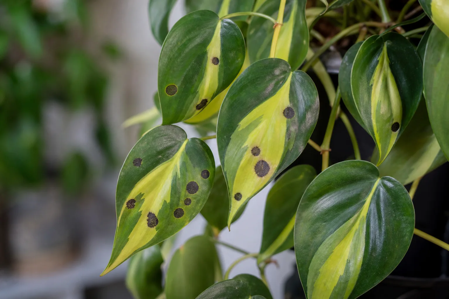 Black Spots on Philodendron Brasil - visible symptom on the plant