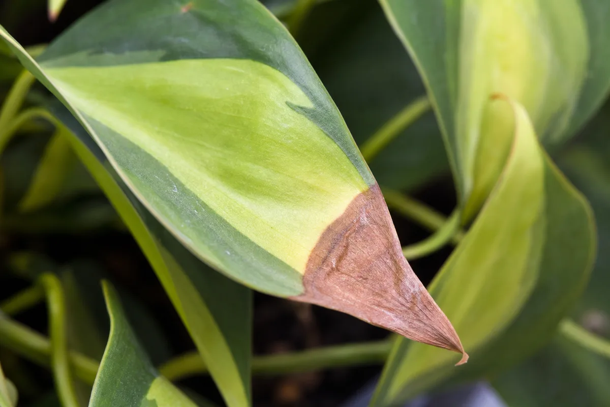 Close-up of Brown Leaves on Philodendron Brasil - diagnostic detail