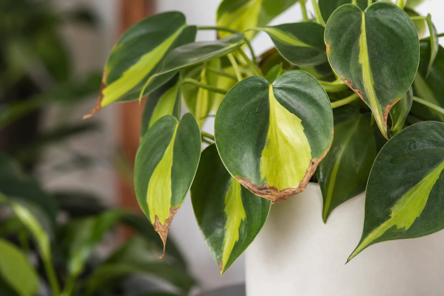 Brown Leaves on Philodendron Brasil - visible symptom on the plant