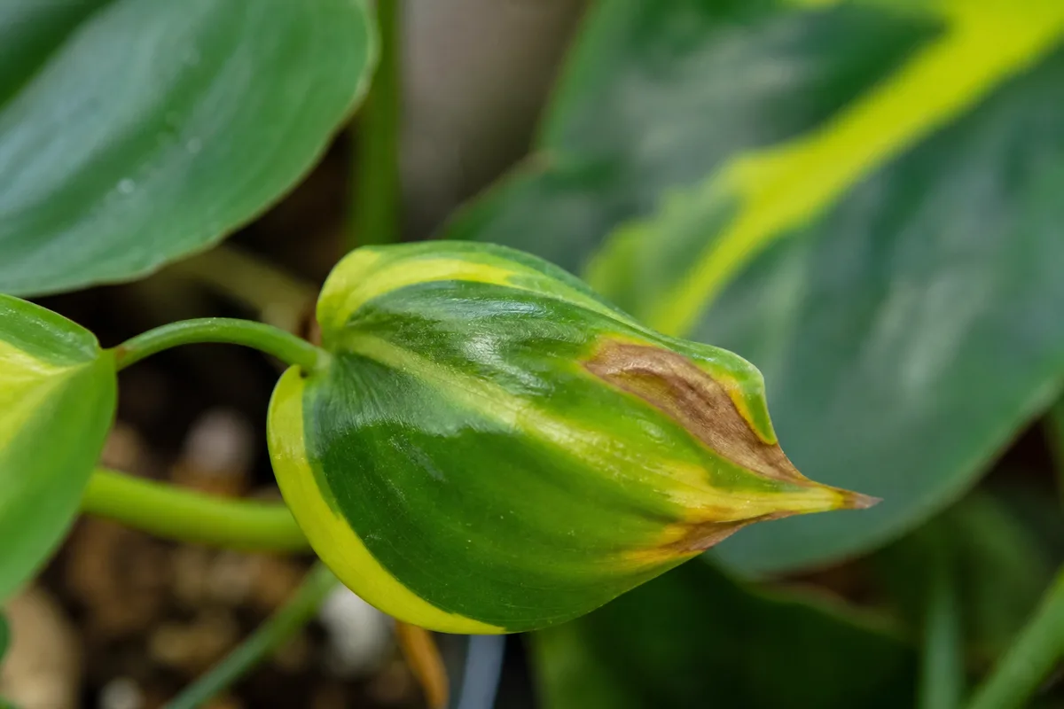 Close-up of Calcium Deficiency on Philodendron Brasil - diagnostic detail