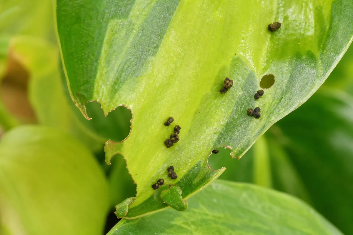 Close-up of Caterpillars on Philodendron Brasil - diagnostic detail