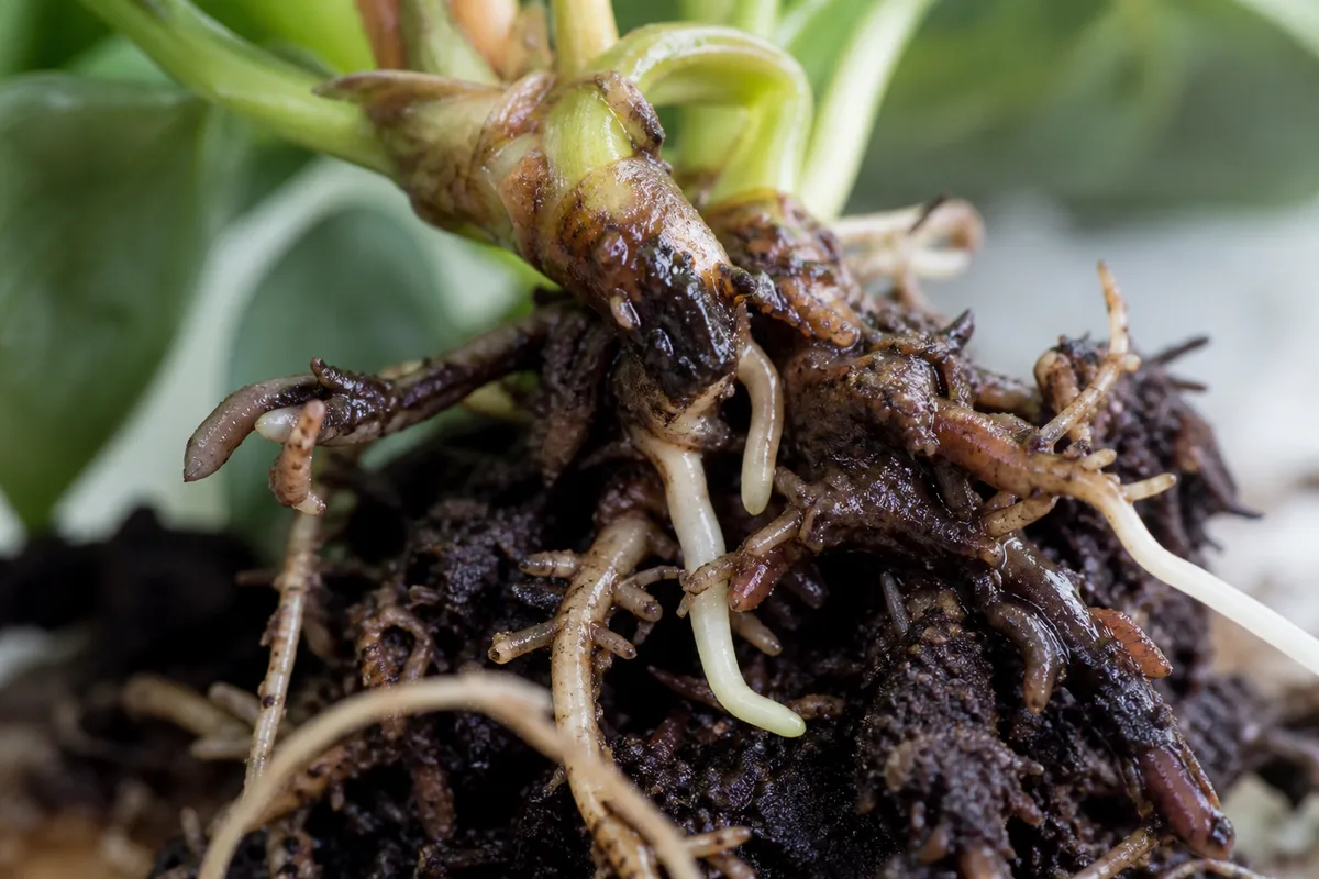 Close-up of Damaged Roots on Philodendron Brasil - diagnostic detail