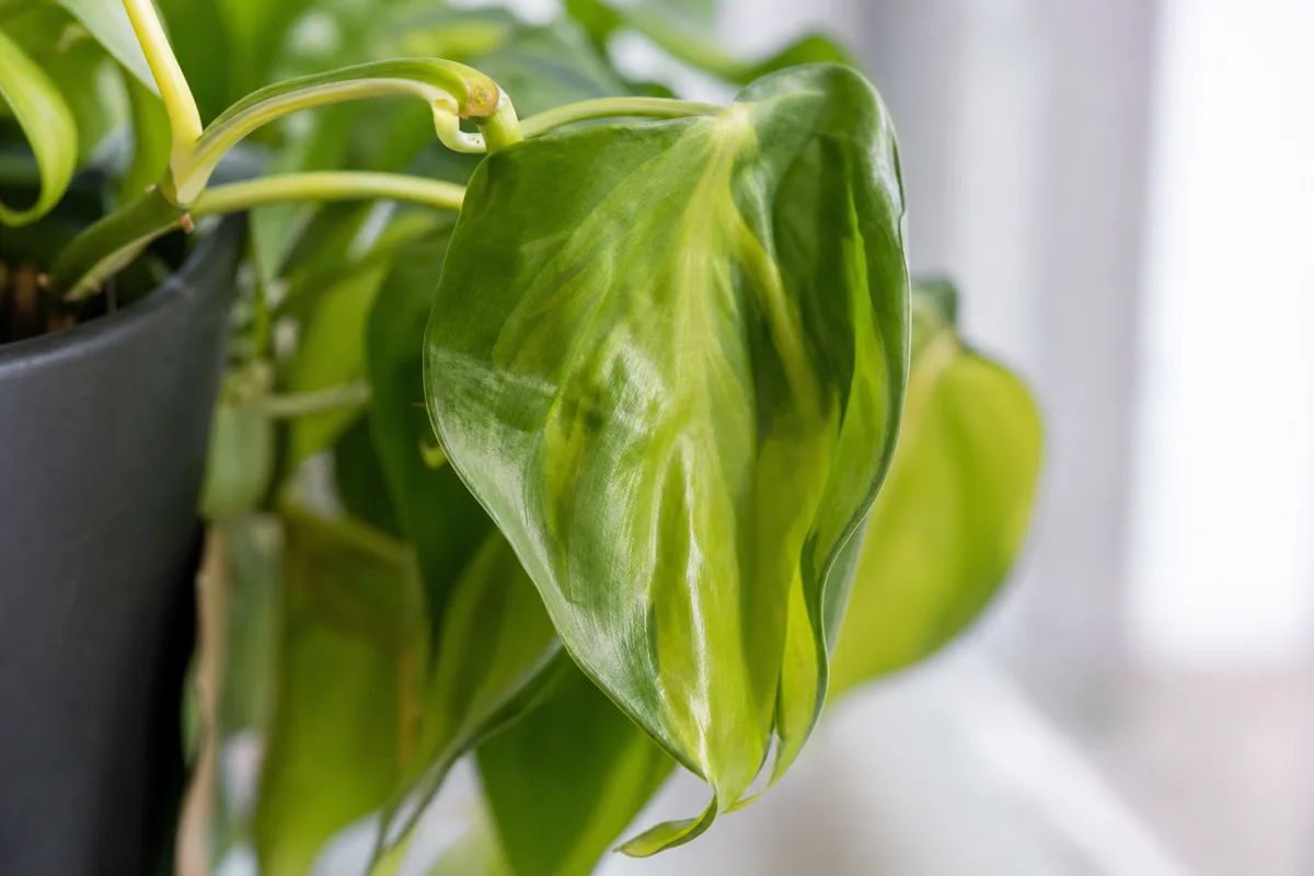 Close-up of Drooping Leaves on Philodendron Brasil - diagnostic detail