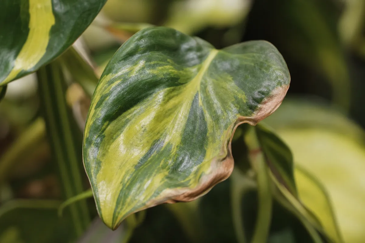 Close-up of Heat Stress on Philodendron Brasil - diagnostic detail