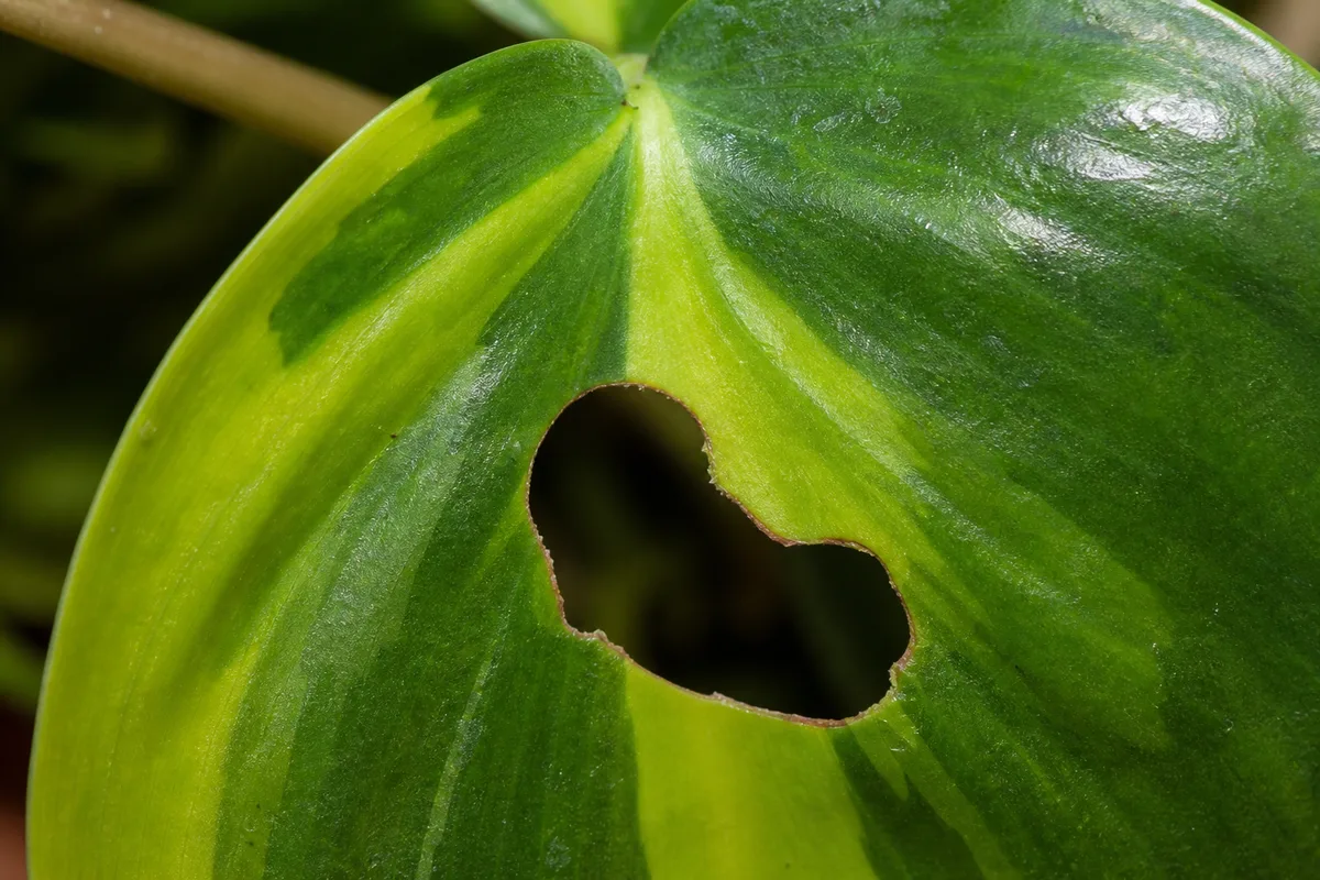 Close-up of Holes in Leaves on Philodendron Brasil - diagnostic detail