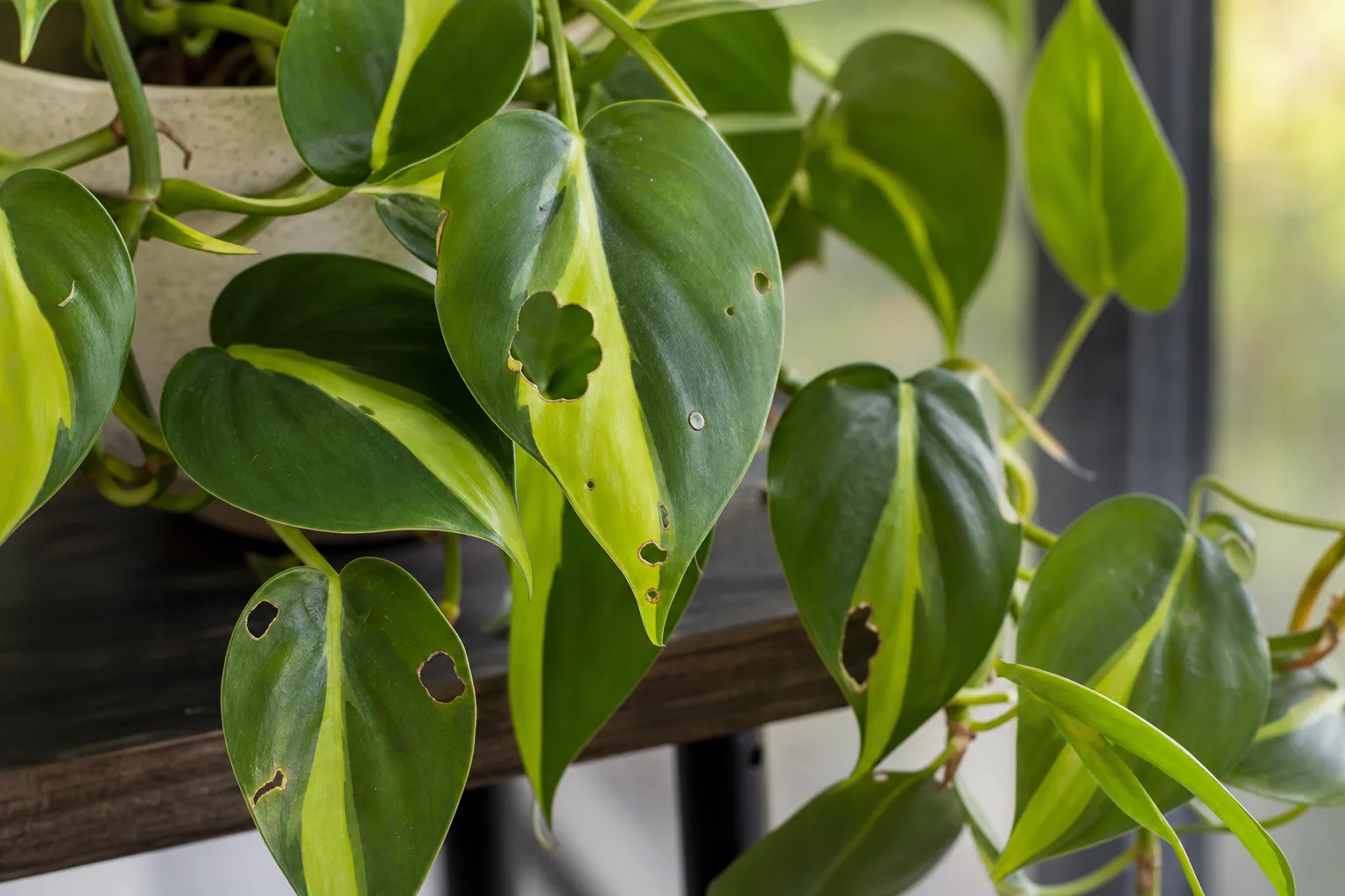 Holes in Leaves on Philodendron Brasil - visible symptom on the plant