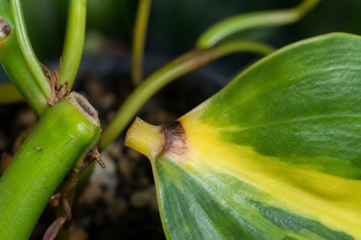 Close-up of Leaf Drop on Philodendron Brasil - diagnostic detail