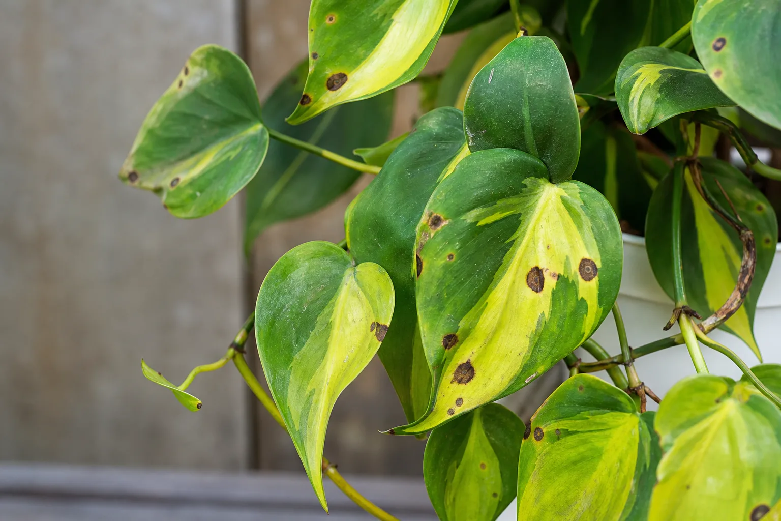 Leaf Spot Disease on Philodendron Brasil - visible symptom on the plant
