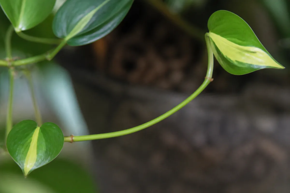 Close-up of Leggy Growth on Philodendron Brasil - diagnostic detail