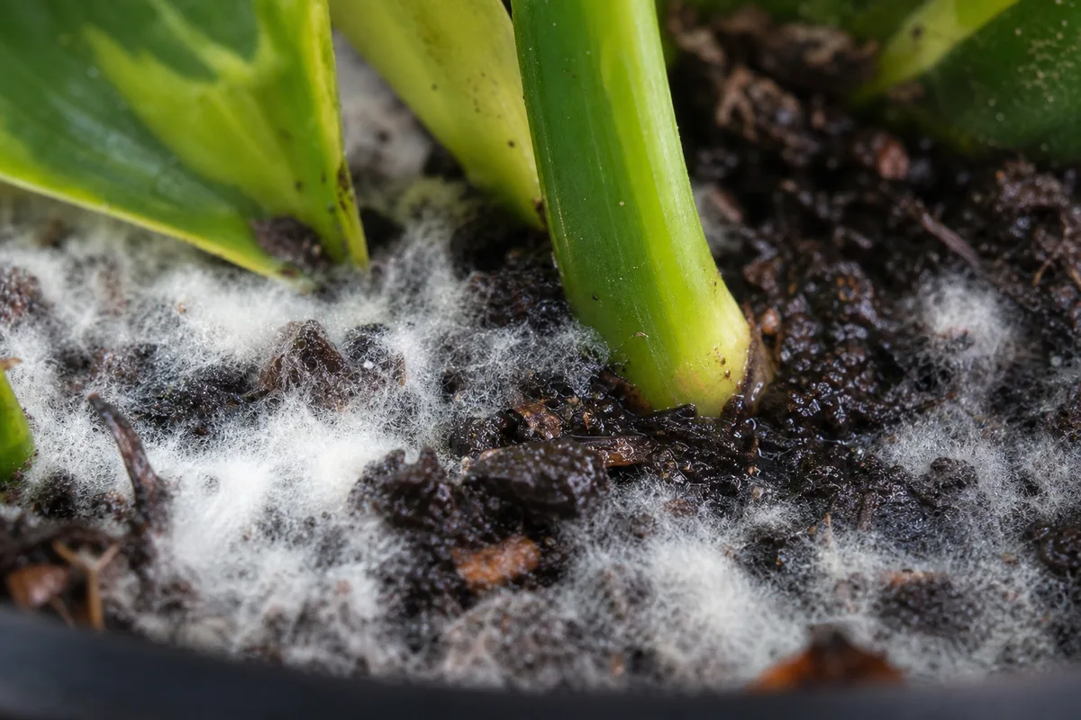 Close-up of Mold on Soil on Philodendron Brasil - diagnostic detail