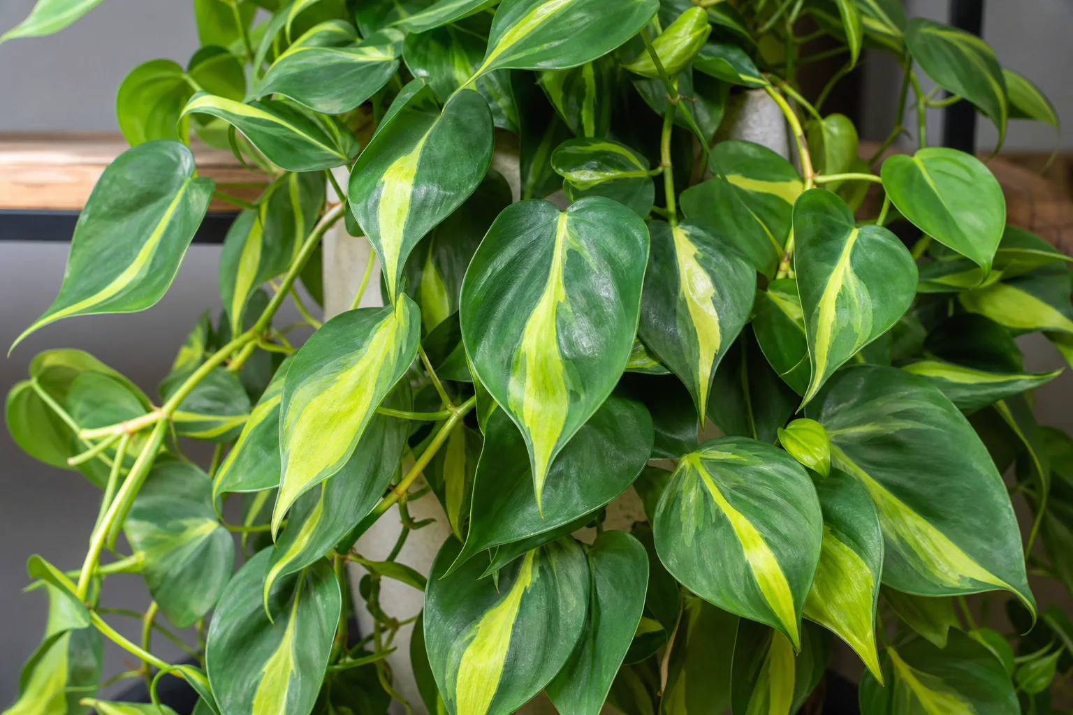 No Flowers on Philodendron Brasil - visible symptom on the plant