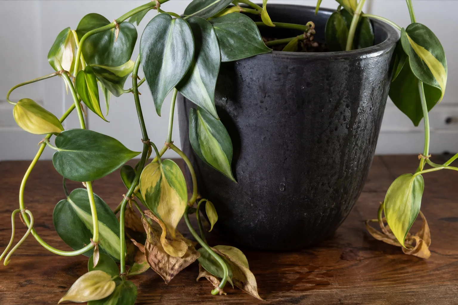 Overwatering on Philodendron Brasil - visible symptom on the plant