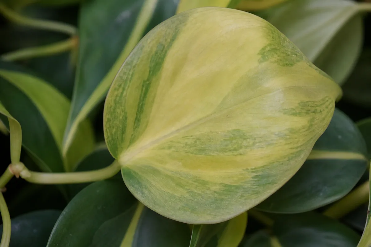 Close-up of Pale Leaves on Philodendron Brasil - diagnostic detail