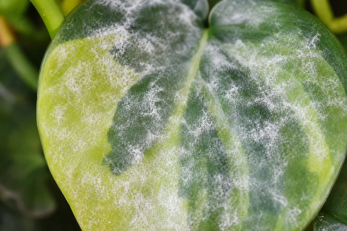 Close-up of Powdery Mildew on Philodendron Brasil - diagnostic detail