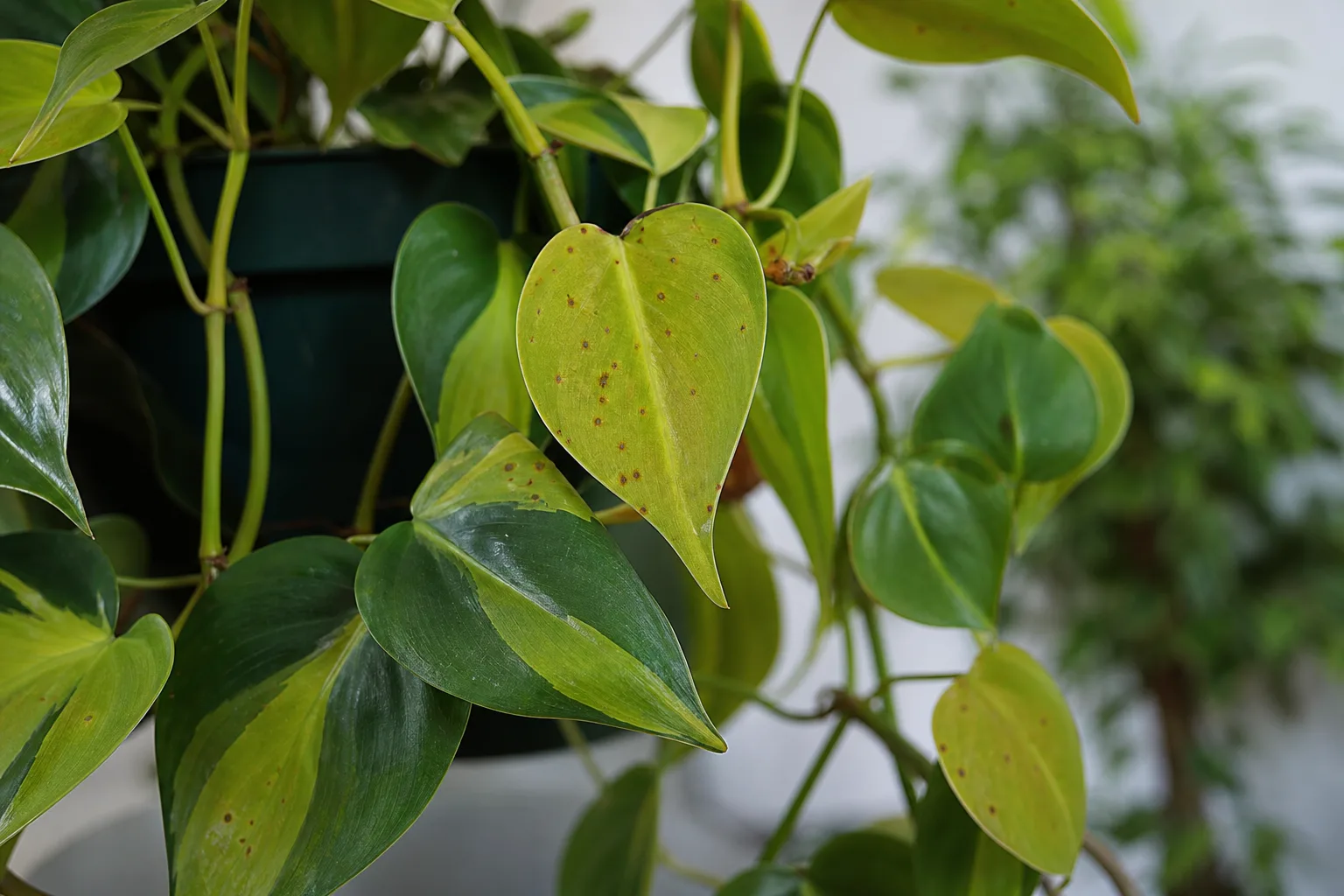 Rust Disease on Philodendron Brasil - visible symptom on the plant