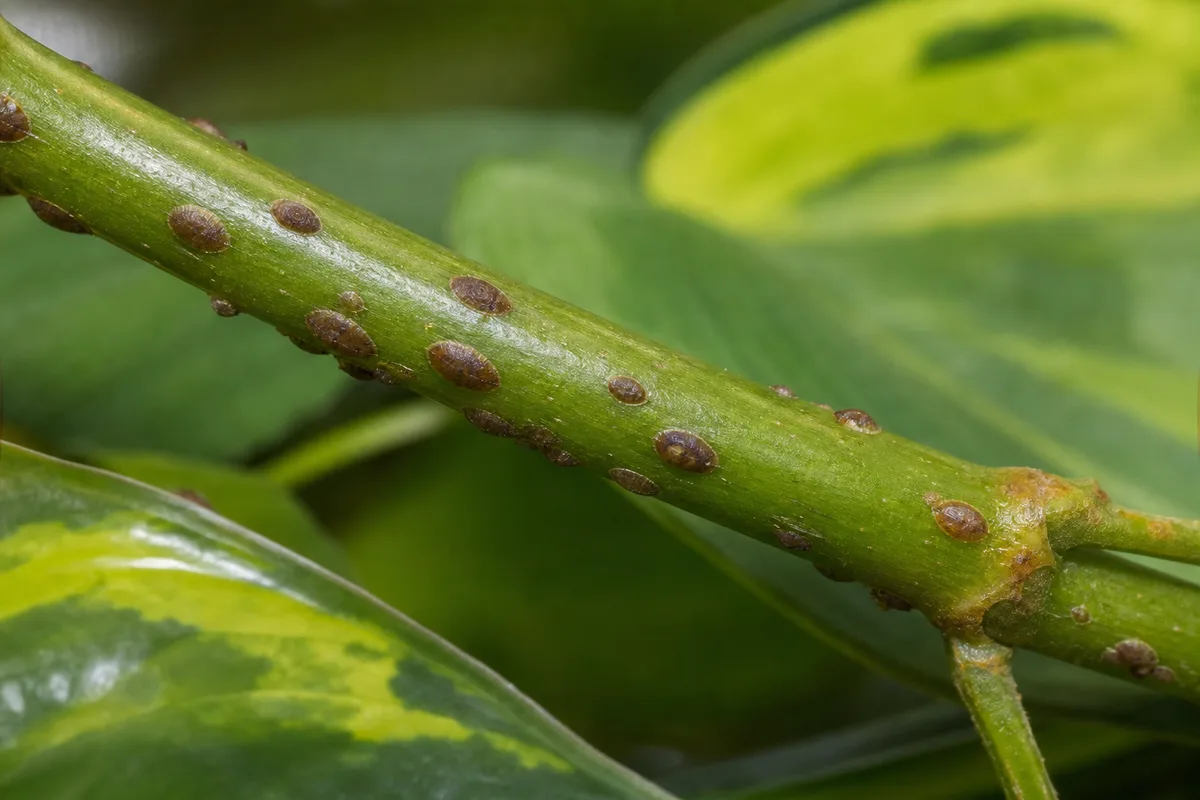 Close-up of Scale Insects on Philodendron Brasil - diagnostic detail