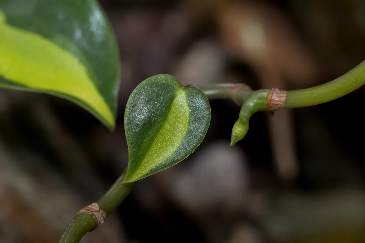 Close-up of Slow Growth on Philodendron Brasil - diagnostic detail