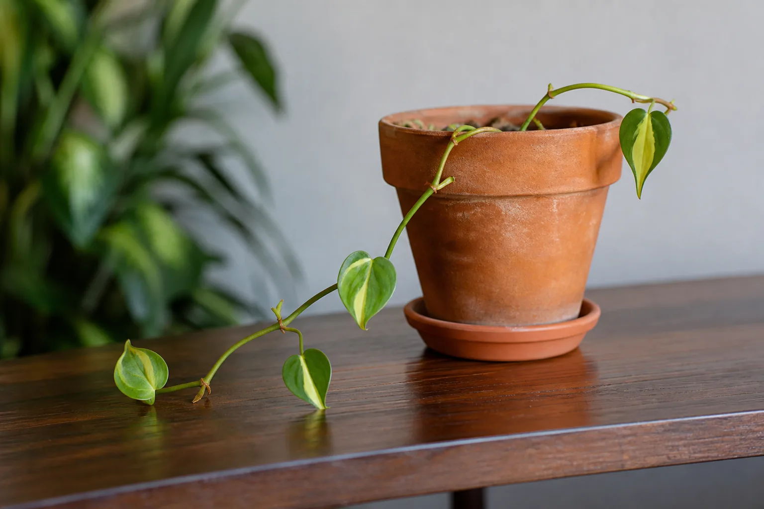Slow Growth on Philodendron Brasil - visible symptom on the plant