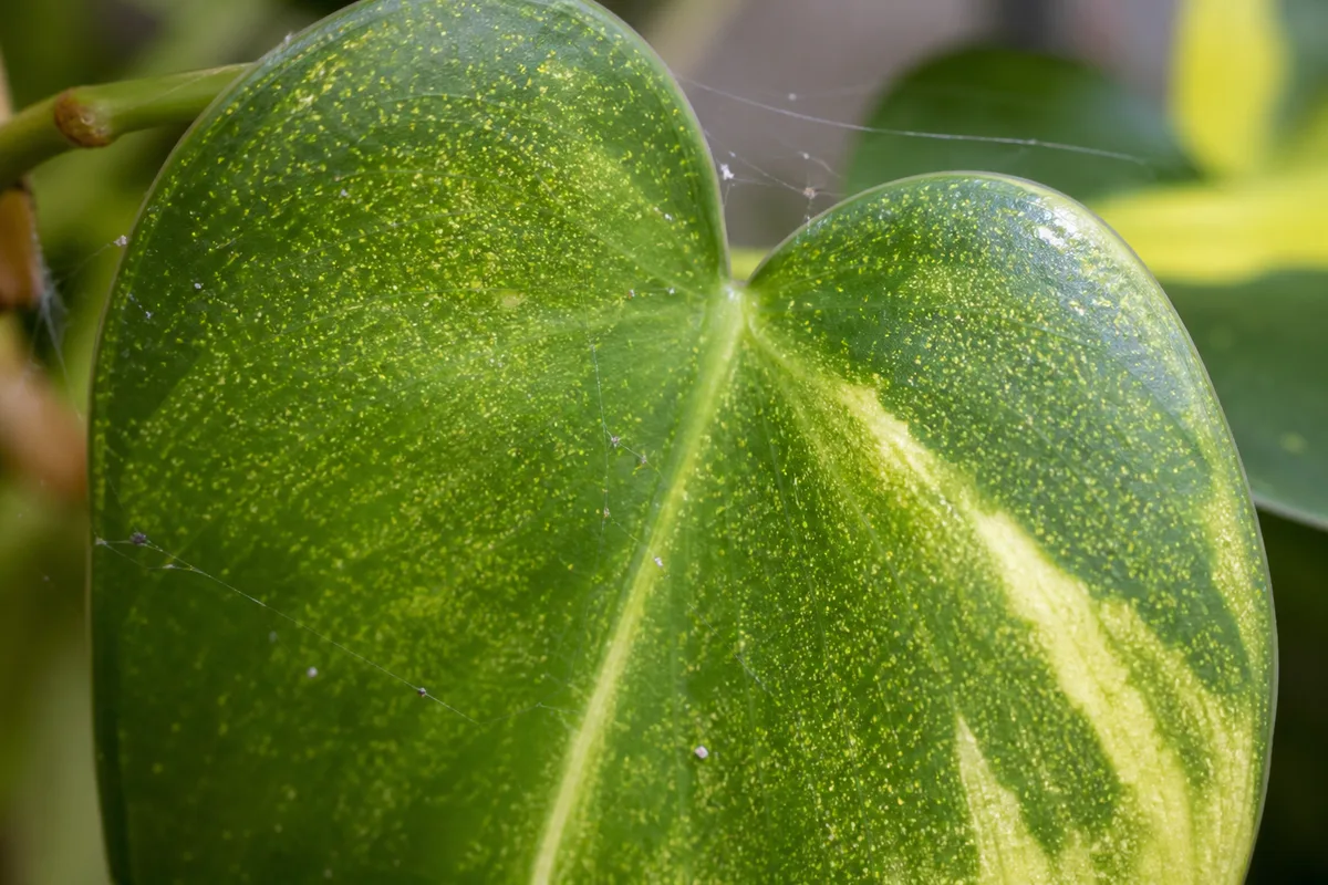 Close-up of Spider Mites on Philodendron Brasil - diagnostic detail