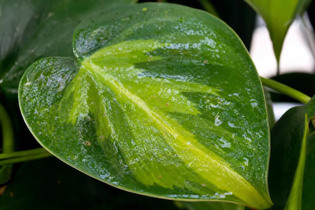 Close-up of Sticky Leaves on Philodendron Brasil - diagnostic detail