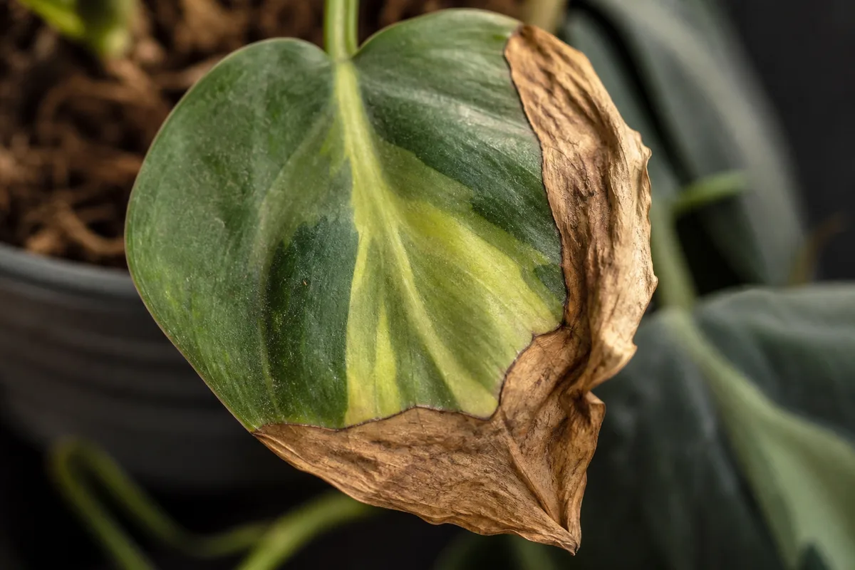 Close-up of Underwatering on Philodendron Brasil - diagnostic detail