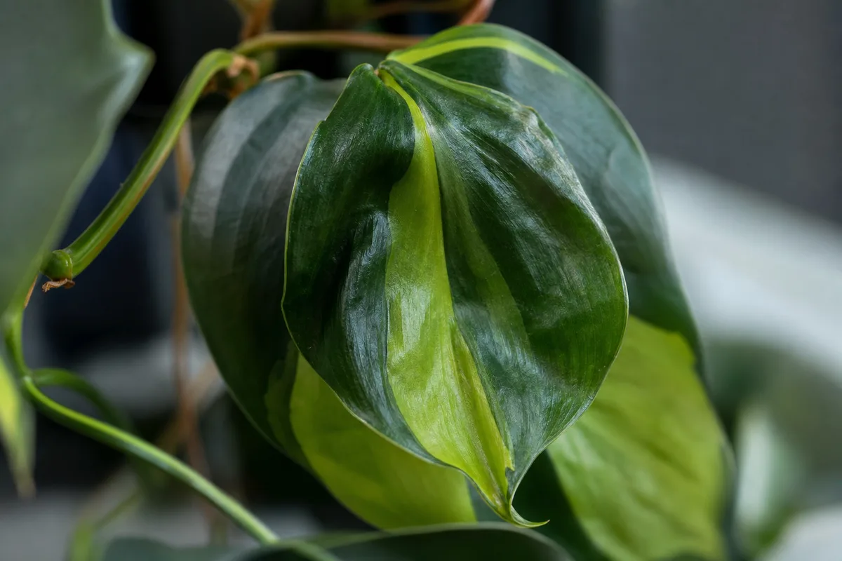 Close-up of Wilting on Philodendron Brasil - diagnostic detail