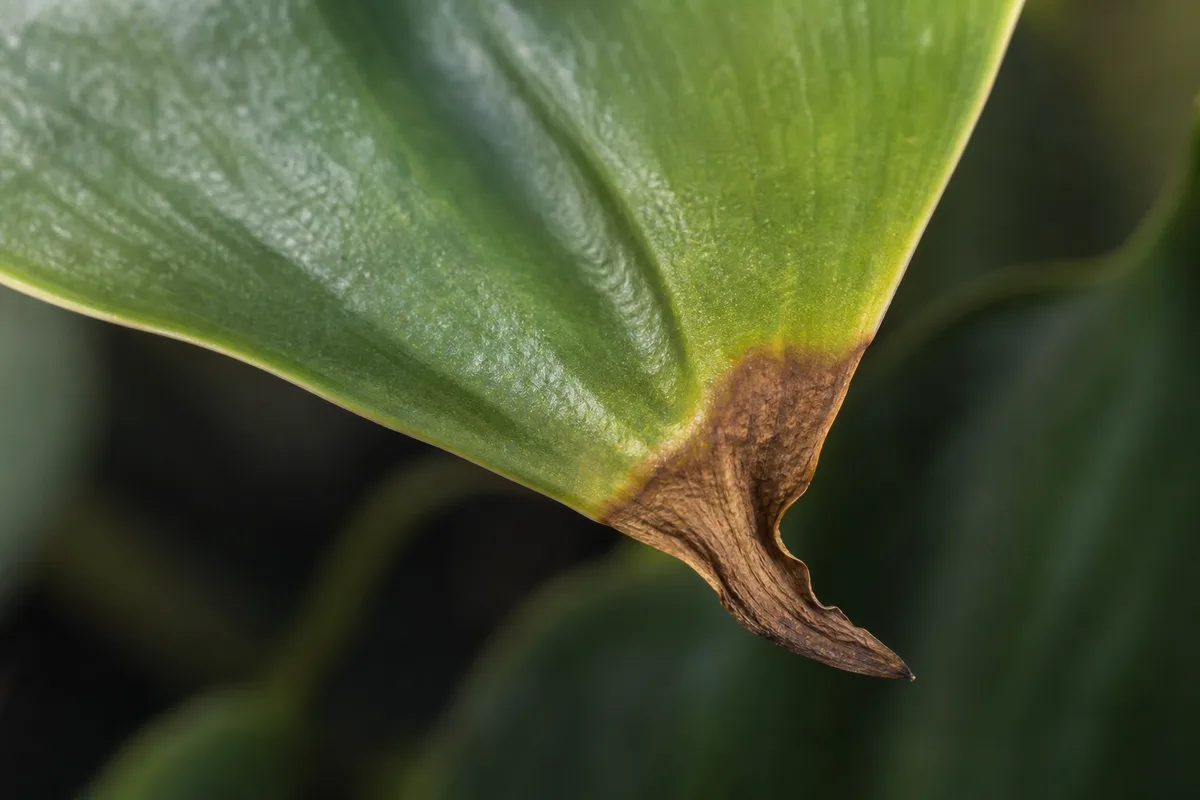 Close-up of Brown Tips on Heartleaf Philodendron - diagnostic detail