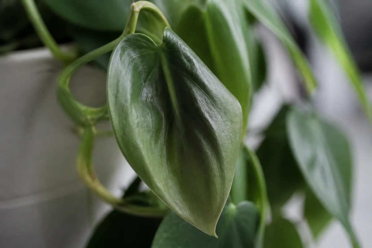 Close-up of Drooping Leaves on Heartleaf Philodendron - diagnostic detail