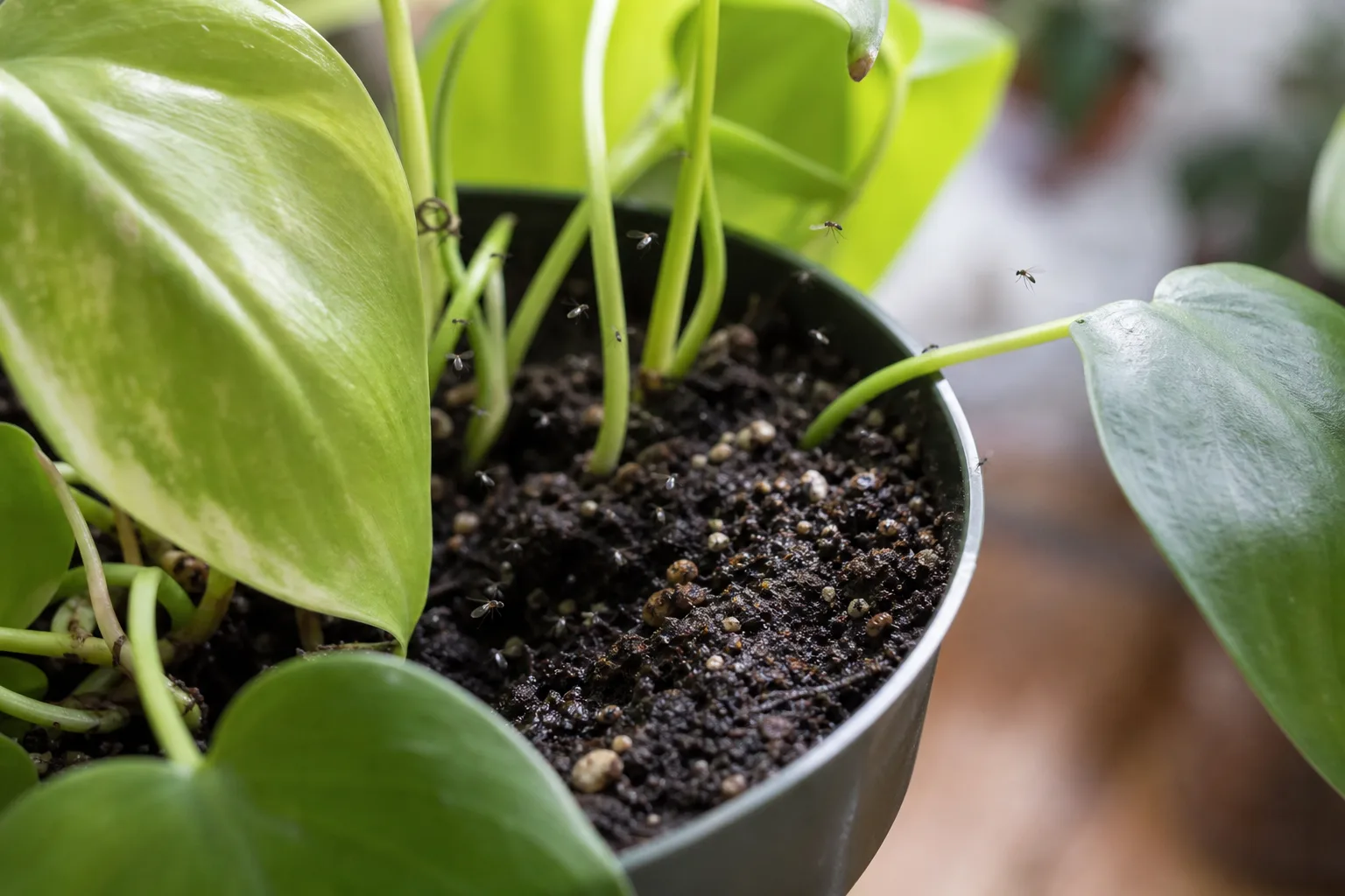 Fungus Gnats on Heartleaf Philodendron - visible symptom on the plant