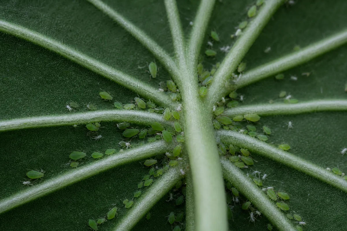 Close-up of Aphids on Philodendron Gloriosum - diagnostic detail