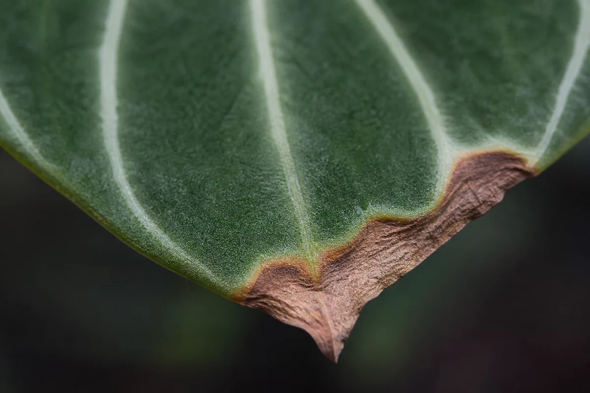 Close-up of Brown Tips on Philodendron Gloriosum - diagnostic detail