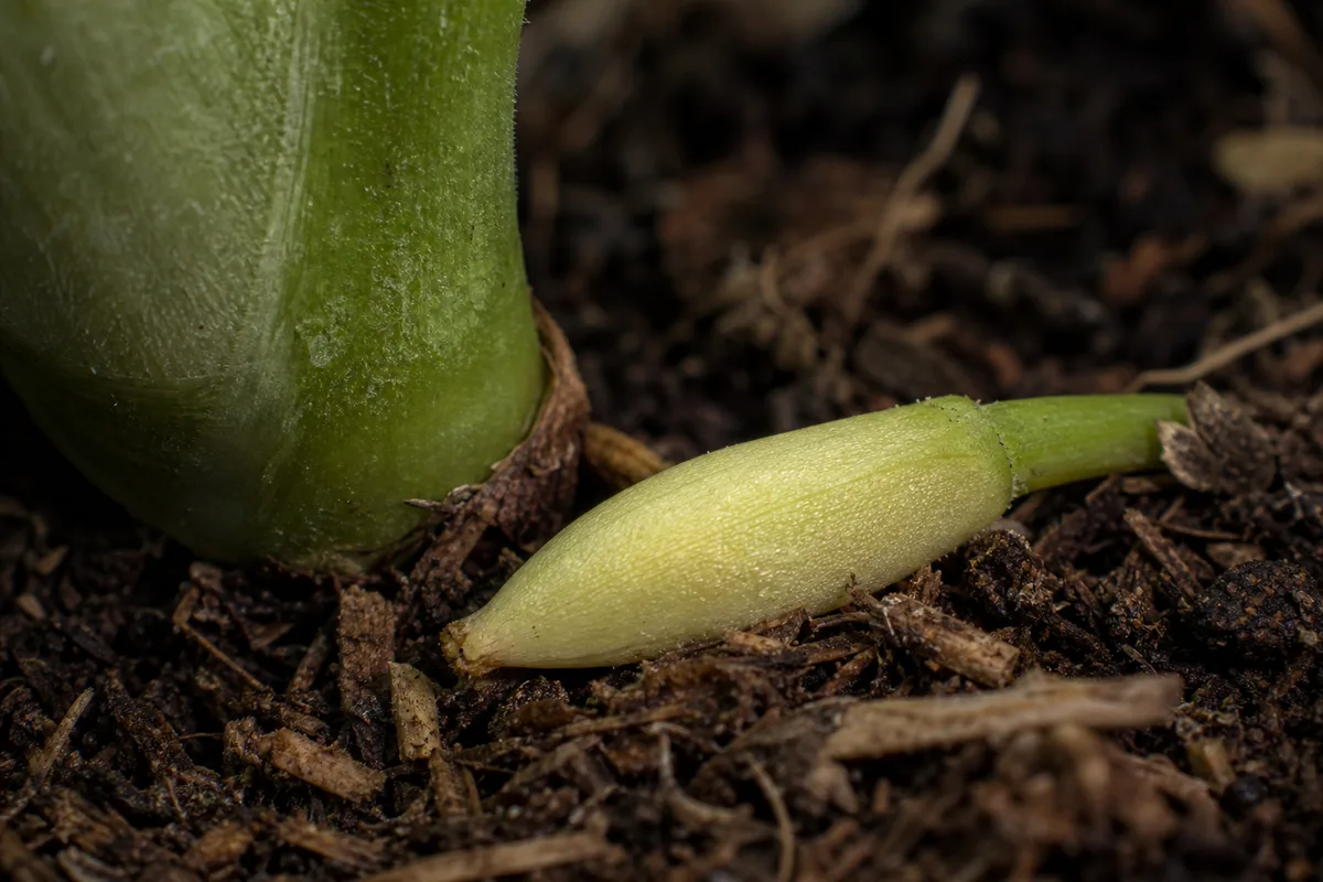 Close-up of Bud Drop on Philodendron Gloriosum - diagnostic detail