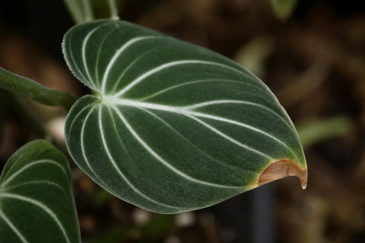 Close-up of Calcium Deficiency on Philodendron Gloriosum - diagnostic detail