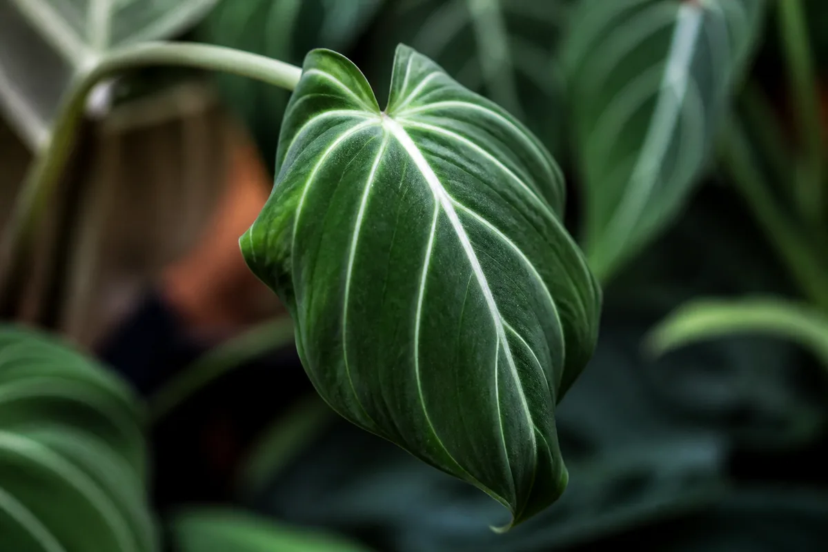 Close-up of Drooping Leaves on Philodendron Gloriosum - diagnostic detail