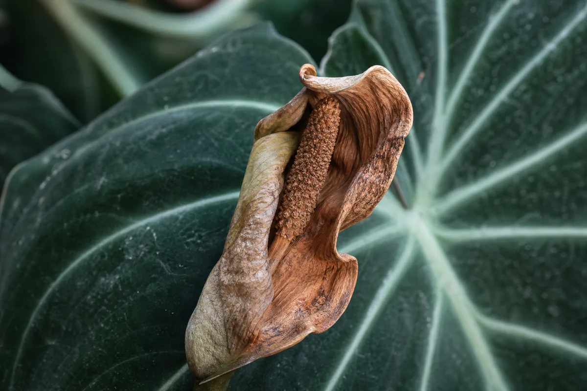 Close-up of Faded Flowers on Philodendron Gloriosum - diagnostic detail