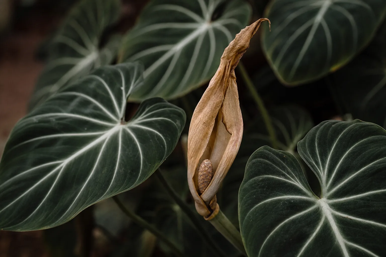 Faded Flowers on Philodendron Gloriosum - visible symptom on the plant