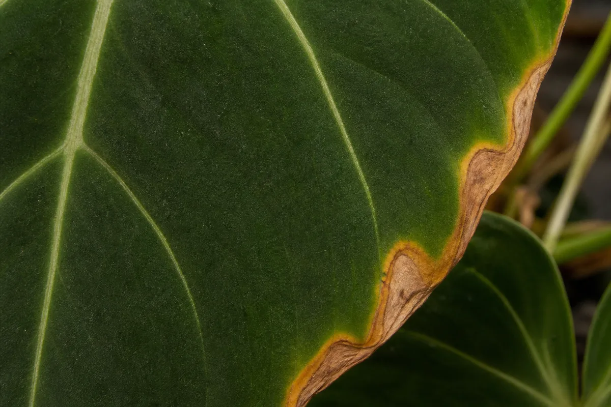 Close-up of Fertilizer Burn on Philodendron Gloriosum - diagnostic detail